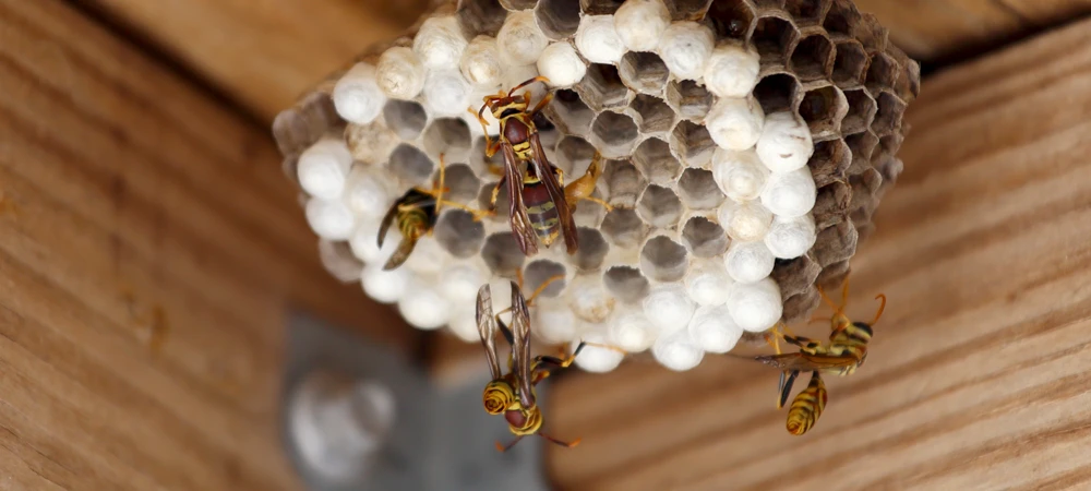 The Life Cycle of Bees | Gibson Pest Control