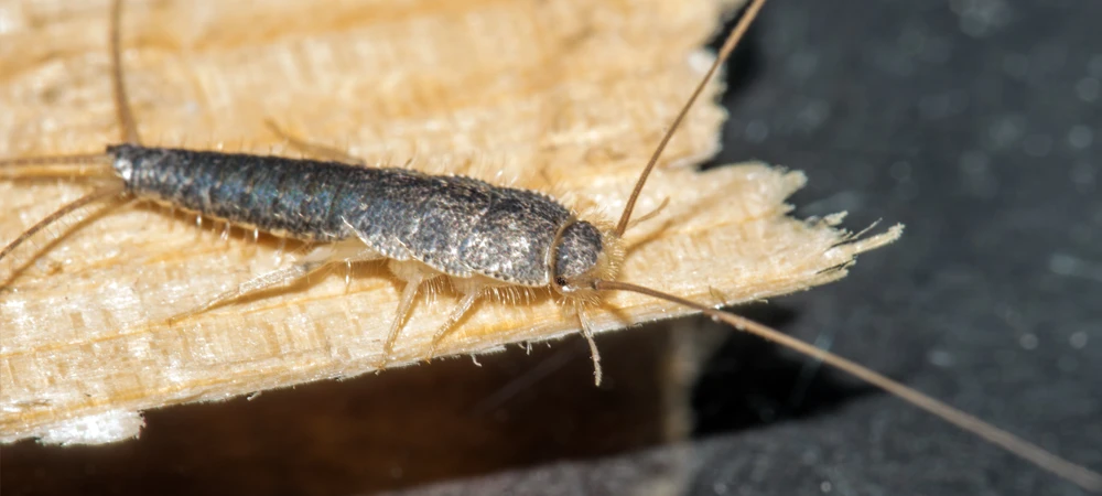 How Silverfish Damage Your Clothes | Gibson Pest Control