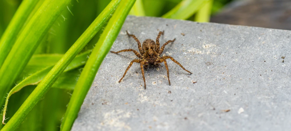 Common Spiders In North Carolina + Identification Guide!