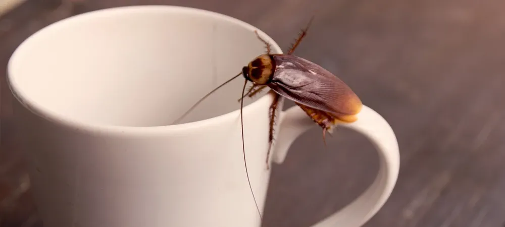 cockroach on coffee cup